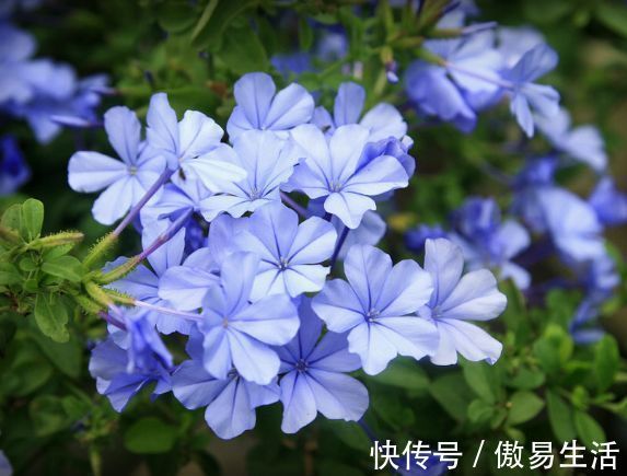 碧冬茄|家里有异味，不如养这些花朵，花开美艳动人，清香四溢保你睡眠好