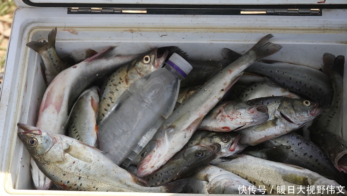 路亚|广东潮州一水库,有人钓起10多斤海鲈鱼,网友:水库有海鲈?