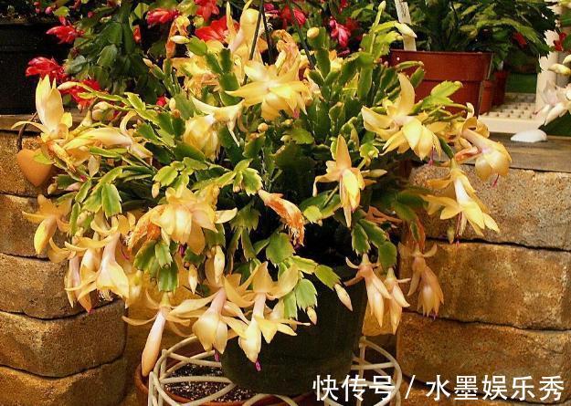 养蟹爪兰，这么浇水不仅不会死，反而开花越来越多