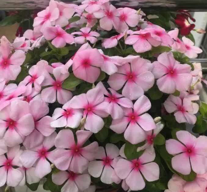 春天5种花随便养,长得快开花多,阳台养成“小花园”!