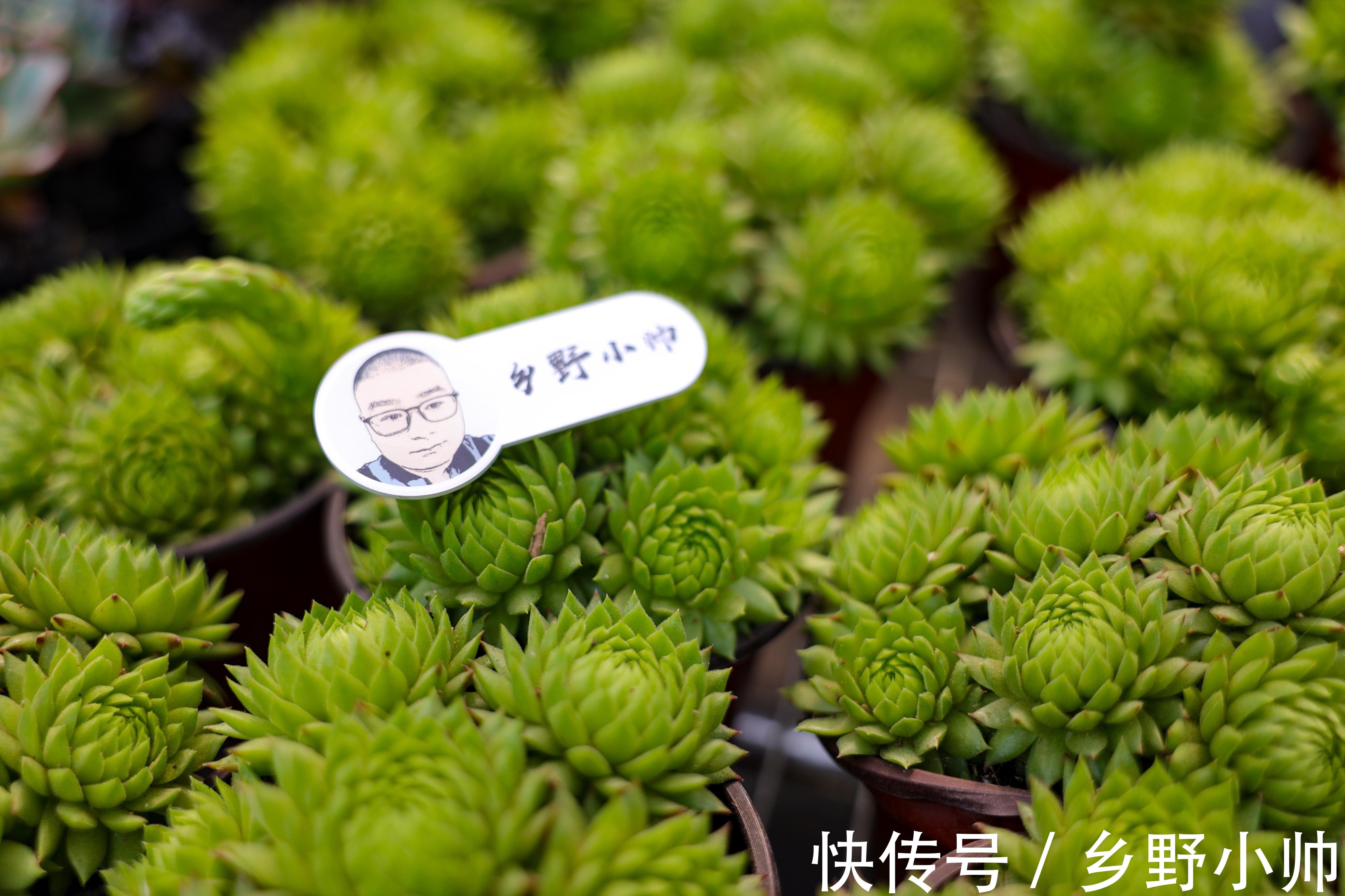 浇水|夏季上盆的多肉怎么浇水,夏季给多肉浇水应该注意什么,浇水篇