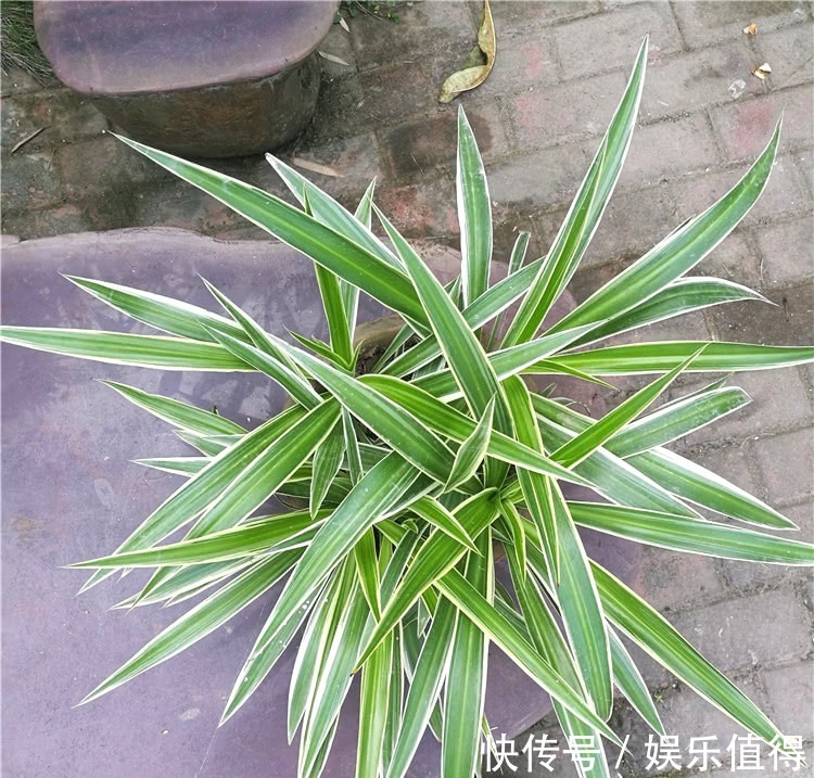 吊兰叶子又窄又细,做4事,叶子越长越宽厚,呼呼疯长挤爆盆!