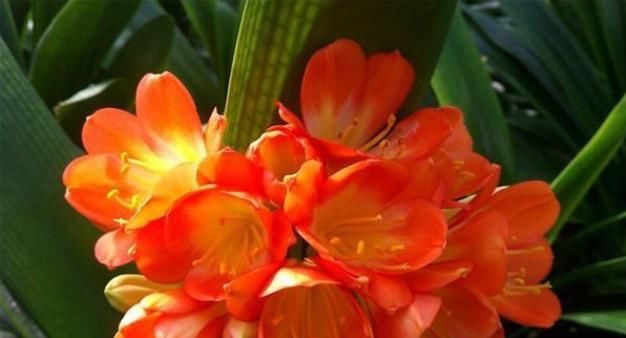  君子兰的养殖方法8大要点