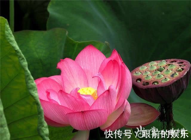 马龙区|曲靖市马龙区千亩荷花进入盛花期