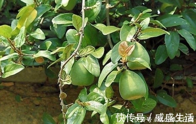 农村地区|挂在树上的“天然果冻”,8090后农村娃最爱吃,00后却不认识