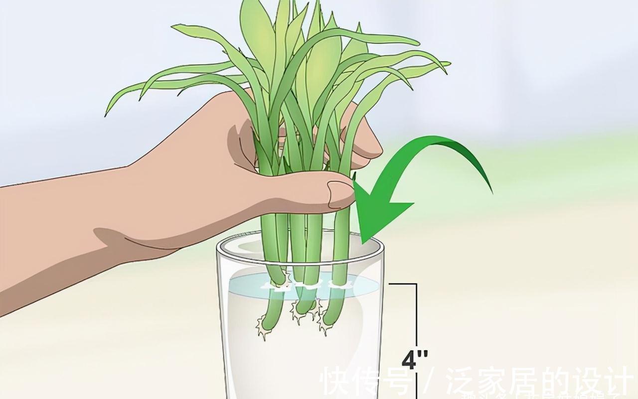 水培|富贵竹不用花钱买了,1根迅速变10根,这样扦插繁殖生长速度快