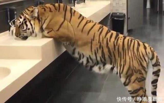 国外街头3个著名的恶作剧,因为过于逼真,好多路人都中招