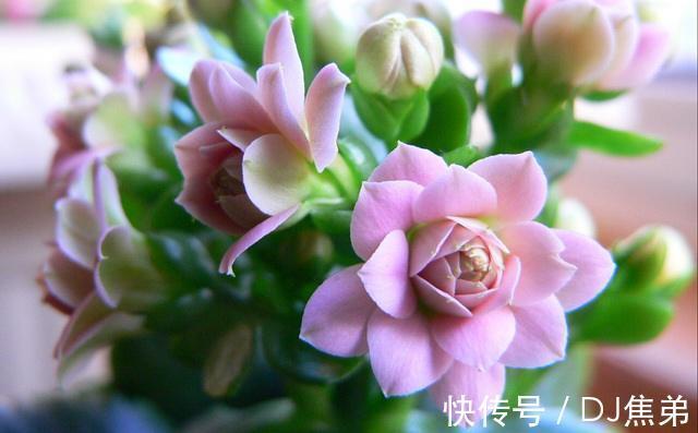 长寿|长寿花养护技巧,做到了此几点,保证长寿花花朵大叶子绿!