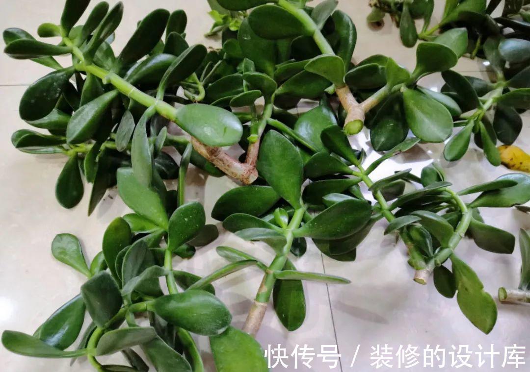 芦荟|8种花像“老母猪”，种一棵，生一窝，多得没地方养