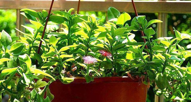 发酵|养花人都用的“黄豆水”,不是所有植物都能用,而且要用对方法