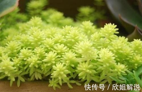 5种很常见的多肉,由于颜色金贵皮实好养,受到花友的热烈追捧