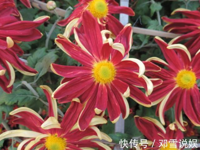 爱兰者|喜欢牡丹,不如养“名菊之首”帅旗,花开似古代战旗,威风凛凛