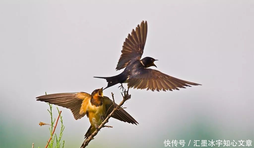  花无百日红|梁间燕共何人语庭下花无百日红