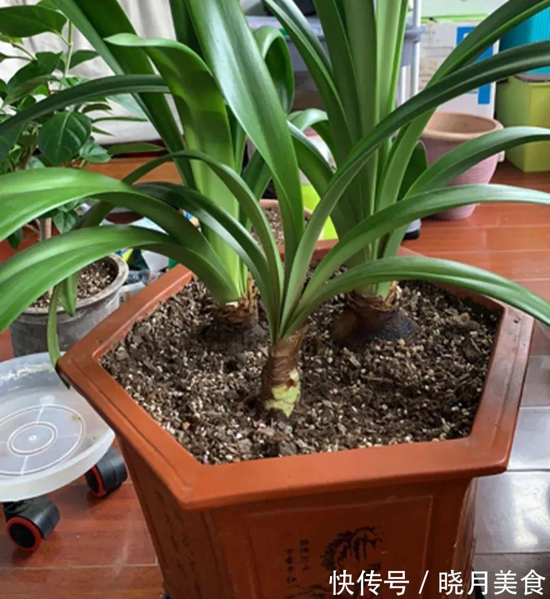 浇水|15种常见花,冬天浇水有讲究,小心越浇花越死