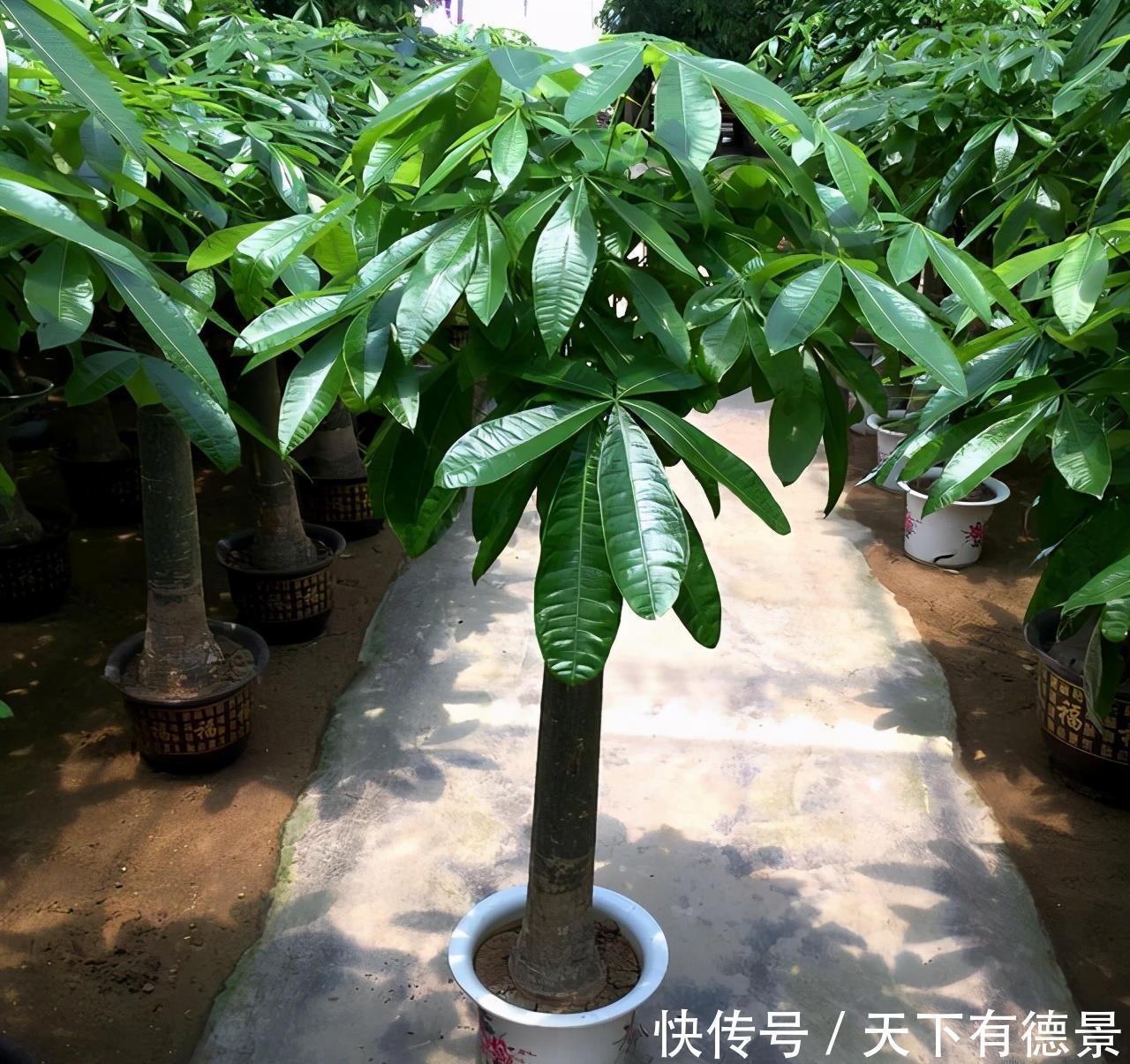 发财树黄叶,掉叶子?都是2个“小疏忽”,看看你犯了没有