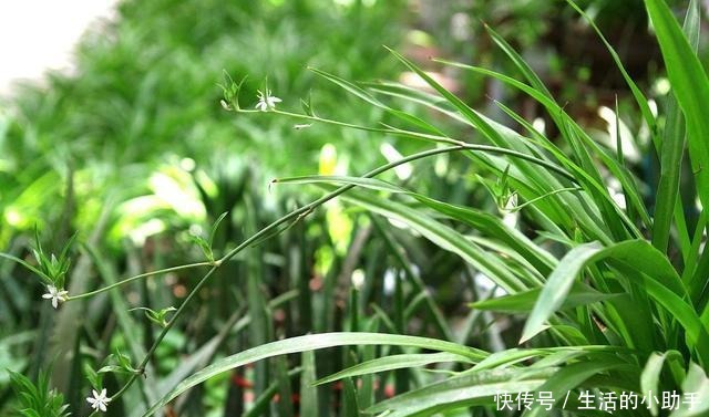 新房内养这几种花卉，甲醛快速“消灭”，空气香又甜，好养又漂亮！