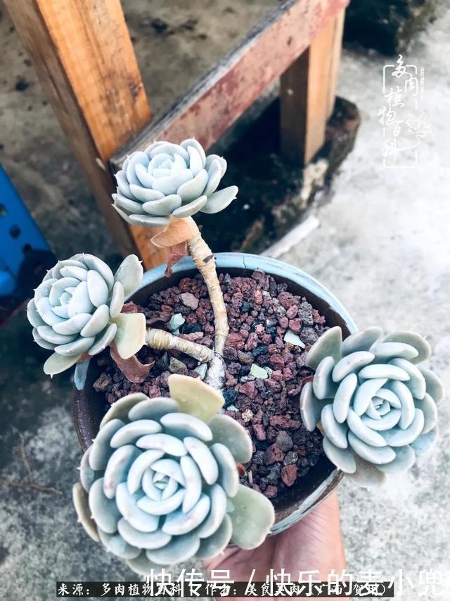 多肉，一位来自神奇大自然的良师益友！