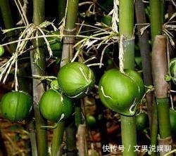 竹子|你以为竹子都是圆的 颠覆三观!