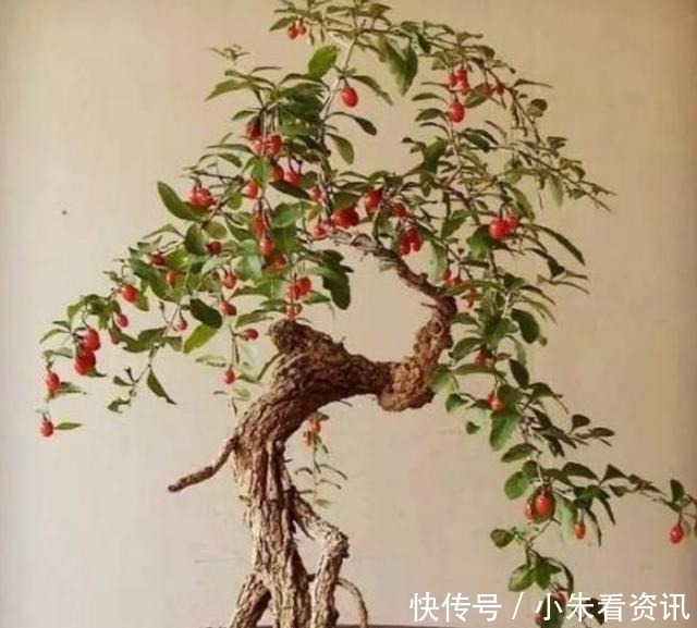 树桩|盆景不用买,野外3种常见树桩,做成盆景造型优美