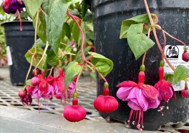 雨水|10种不能淋雨的花,淋完雨就死,盆栽养花注意事项