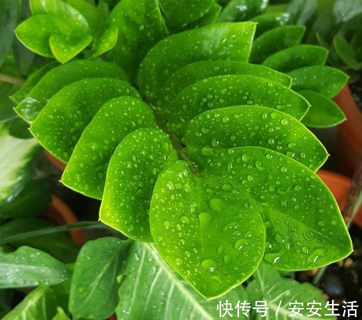 家中养这“4种花卉”，自带“财气”，有钱人养家里都养一盆