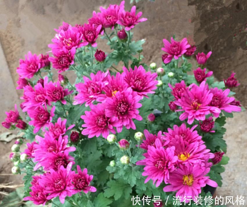 花来超|两种花特好养,开起花来超漂亮,不大用管理自己就能开爆盆