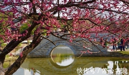 一个字!古诗词中最美的10朵花,《山园小梅》仅排第二,谁独占榜首?