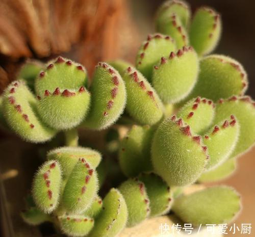 养多肉熊童子,做好4件事,养成小老桩,长出粉嘟嘟的熊爪爪!