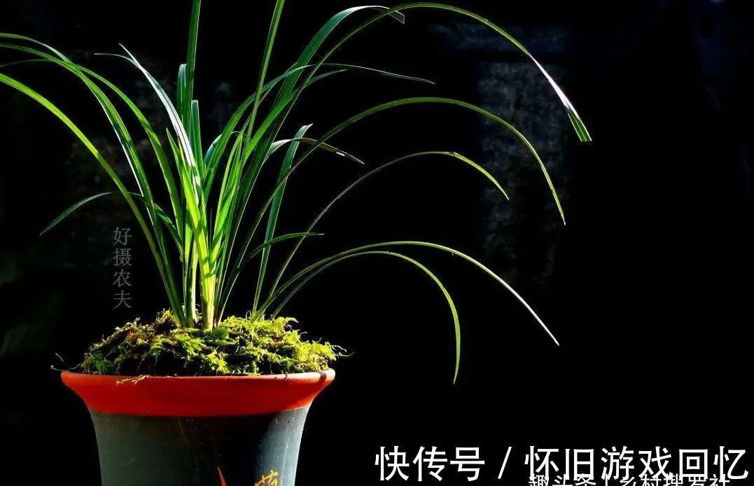 种植兰花究竟用什么花盆好？兰友不敢用的大花盆，长势却如此旺盛