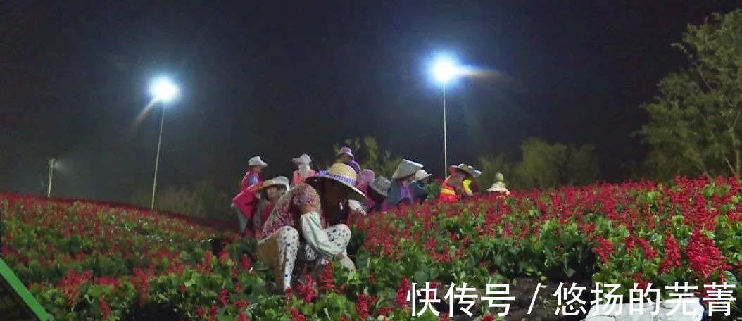 重磅|【最新】花博园里的“重磅新款”来了!