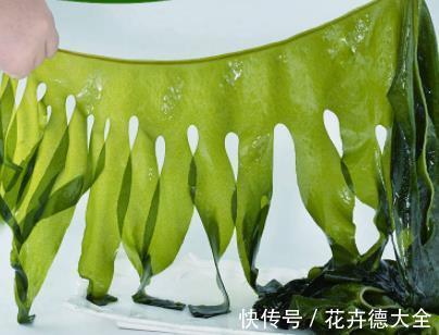 海带汤|海带跟裙带菜到底有啥区别?哪个更营养?以后别再随便买了!