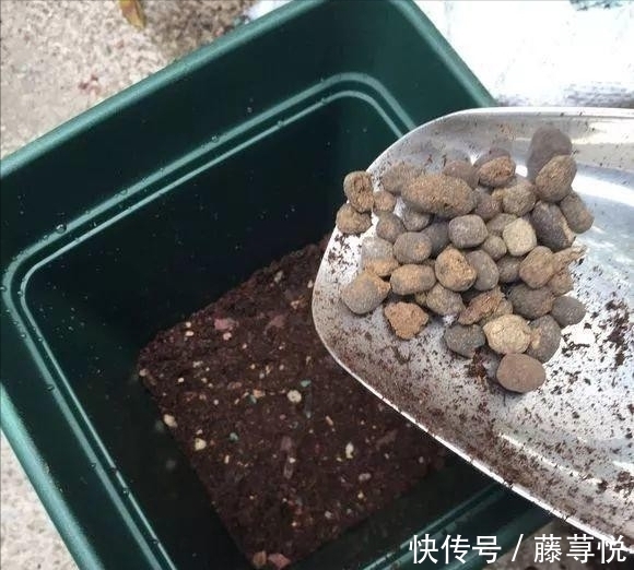 侧芽|冬天虎皮兰,正在“虚弱期”,注意3个要点,小芽一个接一个