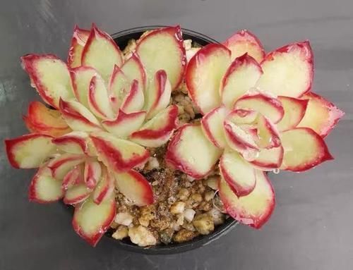 宝莉安娜|2种美得像花一样的多肉植物,隔着屏幕都能感受到它的美,真漂亮