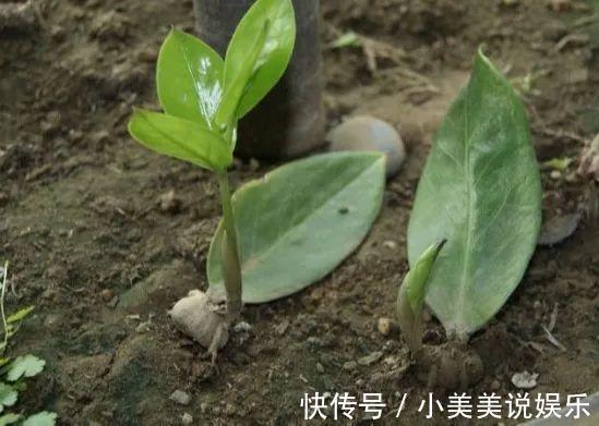 给这花换盆，土里扒出30个崽，根本不用扦插！