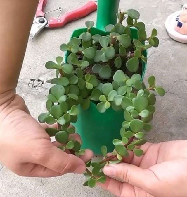 塑形|金枝玉叶,别养错了,30天剪一次,精雕细琢,养成盆景才漂亮!