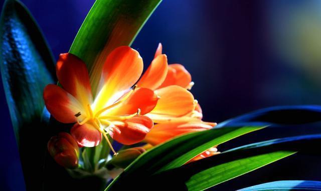 养君子兰，教你个控制浇水的“小技巧”，不缺水，根系壮，开花多