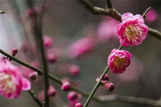 才有梅花便不同，才有梅花便不尘，谁这么喜欢梅花？