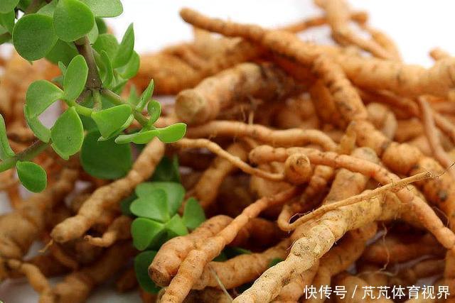 本经逢原|花似喇叭,块根像红薯,李时珍:填骨髓,长肌肉,生精血!