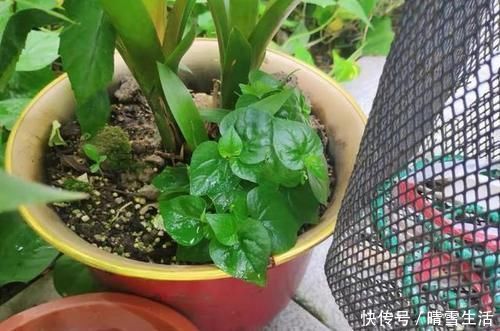 果皮|自制肥料难不难?有着20年经验的养花人:懂“这2样”就够了