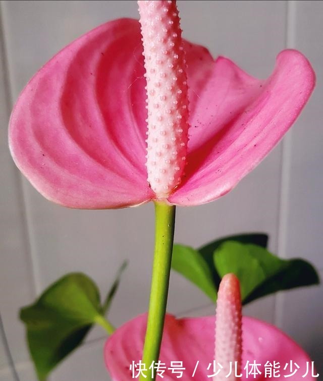 红掌、粉掌和白掌有什么区别学会了才能养护好!