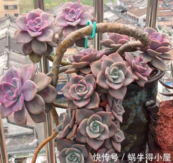 盘点6种适合秋天养的多肉,颜值高好养护,越晒越漂亮,值得拥有