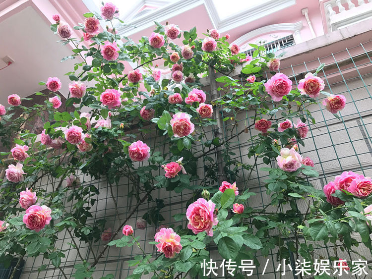 素裹|喜欢菊花，不如养盆优良名菊“西施倩装”，似素裹金秋，清新美丽