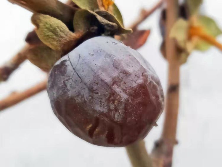 碰上|山上的一种野果子,城里有钱也难买,浑身都是宝,碰上了就别手软