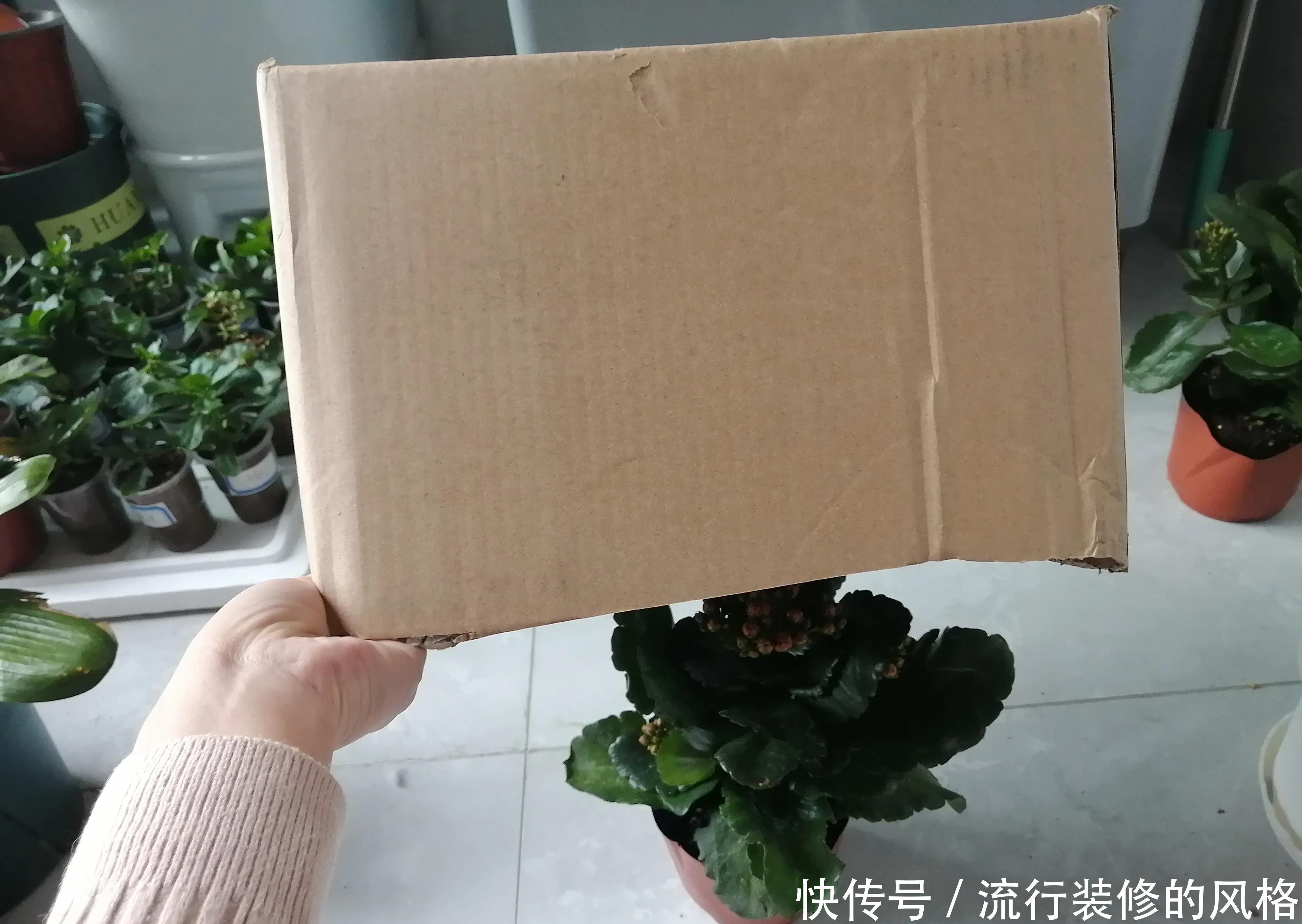 长寿花“装菜”不打花苞?注意这“三点”,花苞呼呼冒花儿满枝头