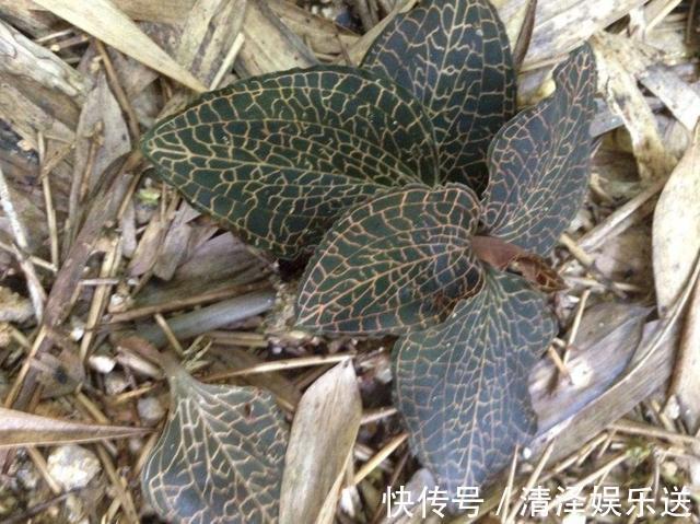 花友|在树下，1种植物“珍贵”，人称“金线兰”，殊不知1斤“450元”