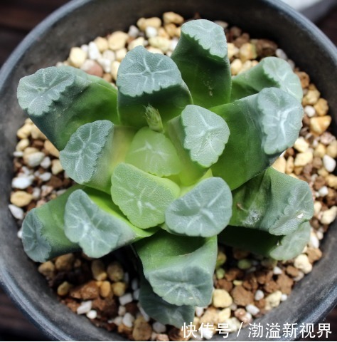 夏季|夏天多肉养不活那是你没找对方法，学一招帮它度过休眠期！