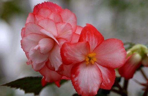 4种花爱开花,阳台养几盆,开花大颜值高,阳台变成花的海洋