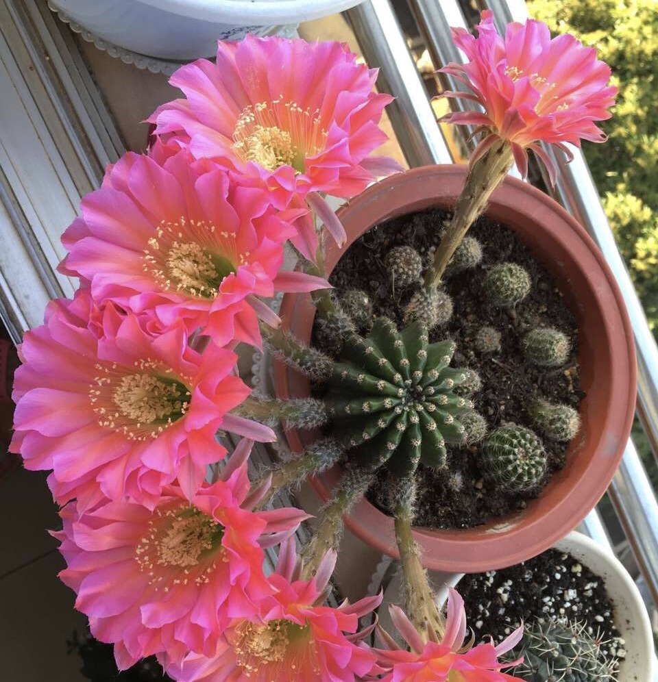 60岁的他，退休只养仙人球，10个品种，开花比月季还漂亮