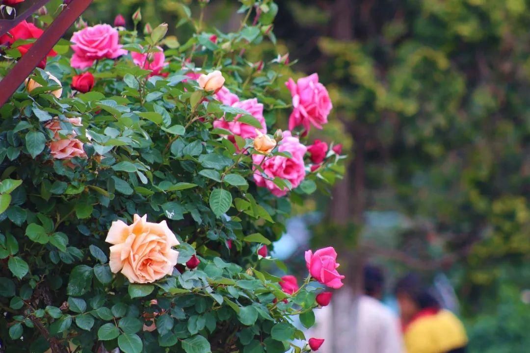 【怒江旅游】五月赏花来兰坪，月季花开香满城