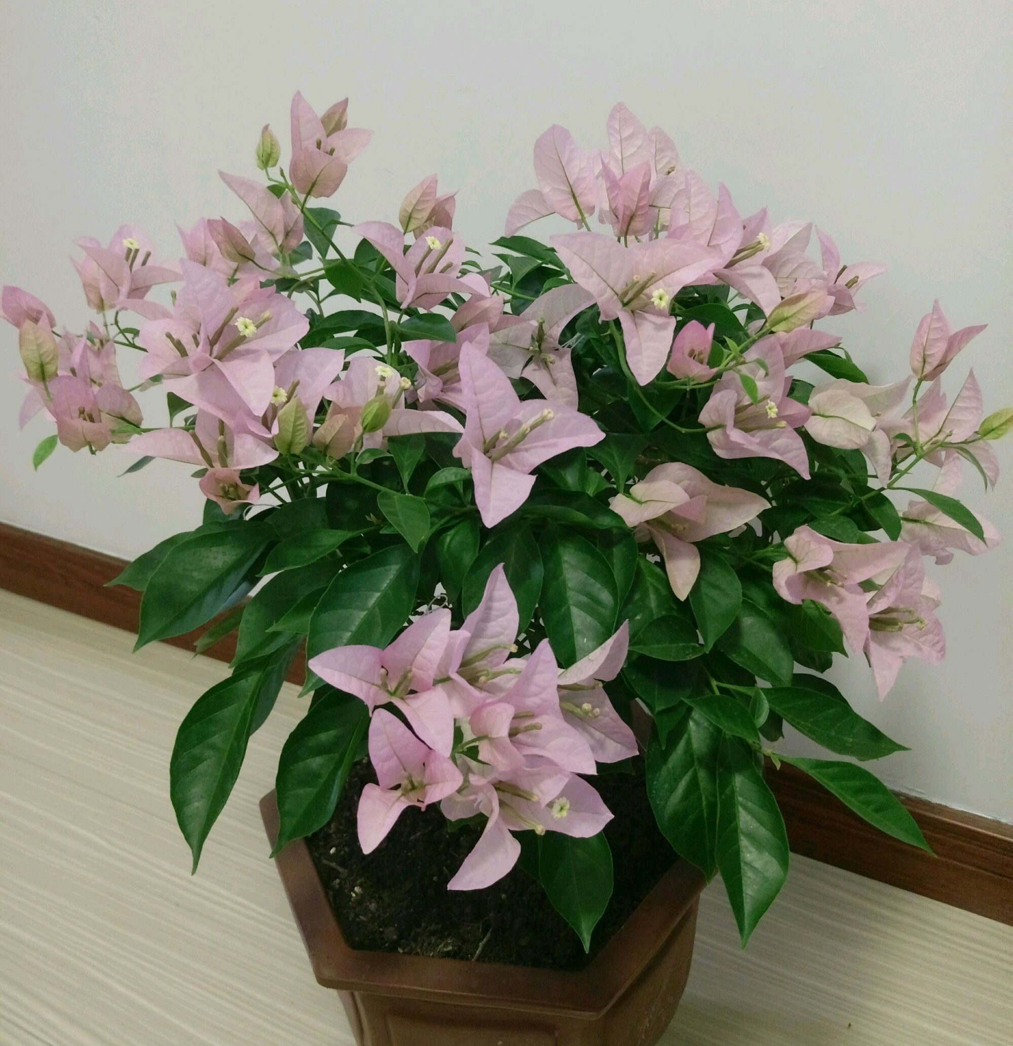 三角梅控水后还是开花少又少只需一妙招，一个星期开花爆盆